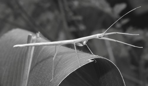 macro  stick insect  insect