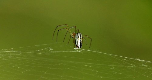 macro  spider  web