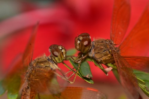 macro  dragonfly  close up