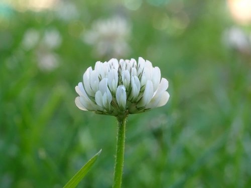 macro  green  nature