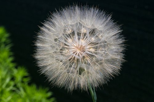 macro  dandelion  flower