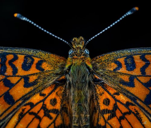 macro  insect  butterfly