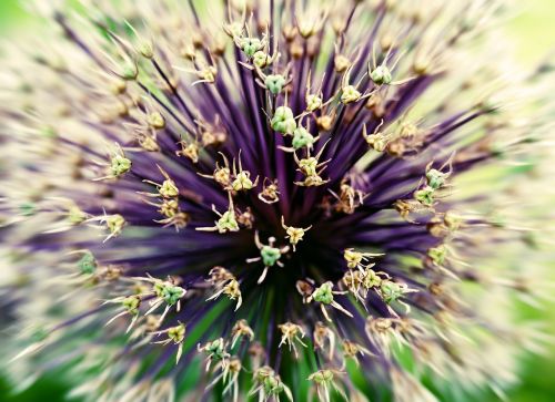 macro flowers flower