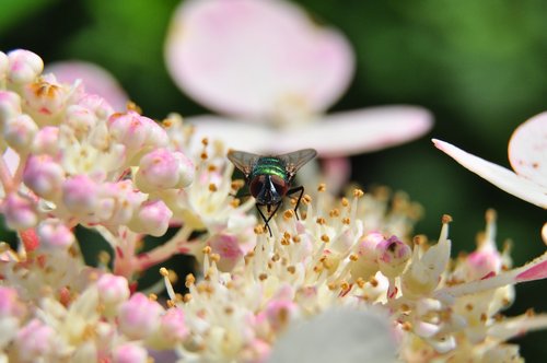 macro  fly  bluebottle