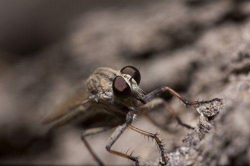 macro  robber fly  closeup