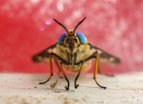 macro  macro photography  insect