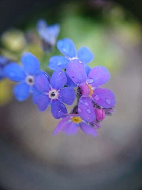 macro  flower  forget me not