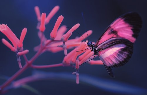 macro  butterfly  insect