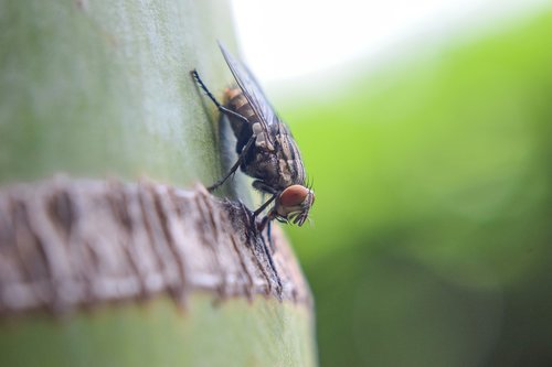 macro  fly  insects