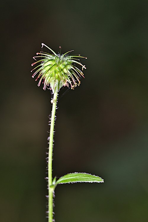 macro  seeds  summer