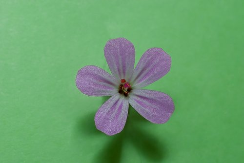 macro  flower  pink