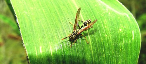 macro  insect  wasp