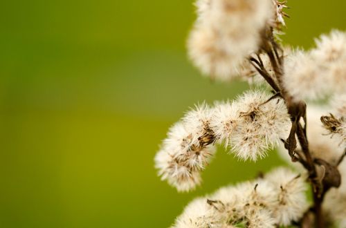 macro plant green