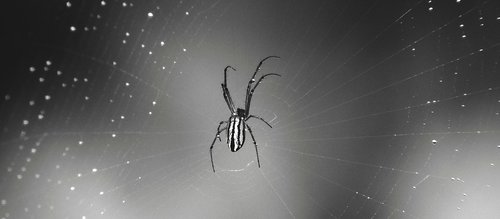 macro  black and white  web