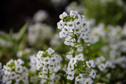 macro  flower  white