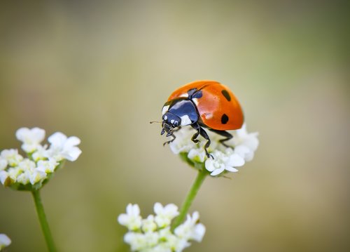 macro  wallpaper  ladybug