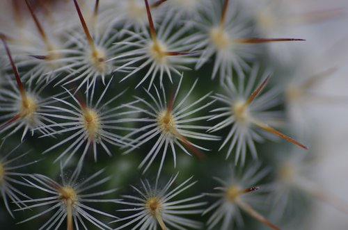 macro  cactus  plant