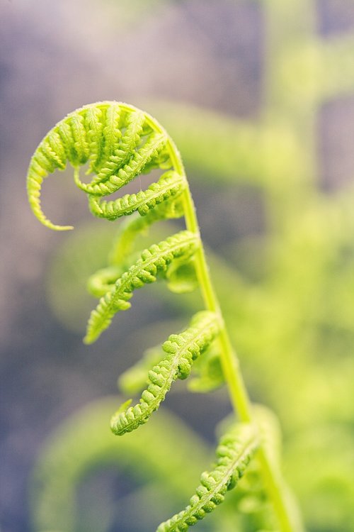 macro  fern  green