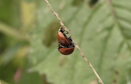 macro  insects  ladybugs