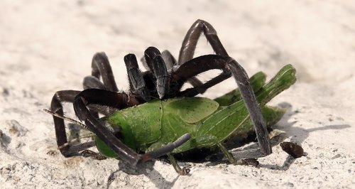 macro  cricket  spider