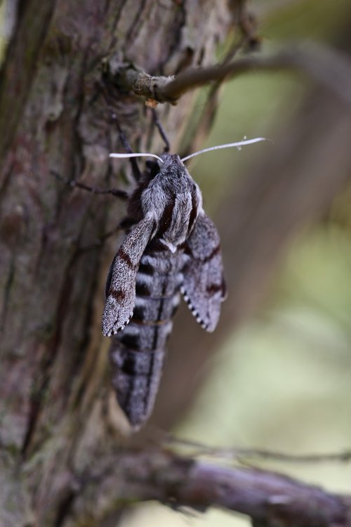 macro  insect  moth