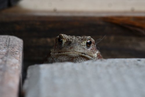 macro  closeup  toad