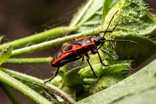 macro  insect  nature