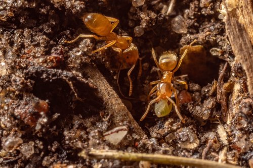 macro  ants  nature