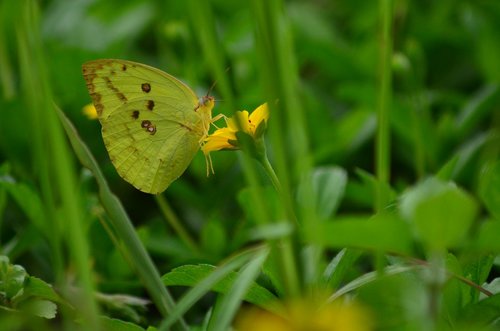 macro  butterfly  flower