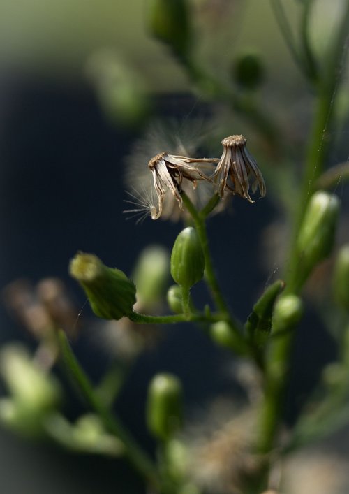 macro  flower  meadow