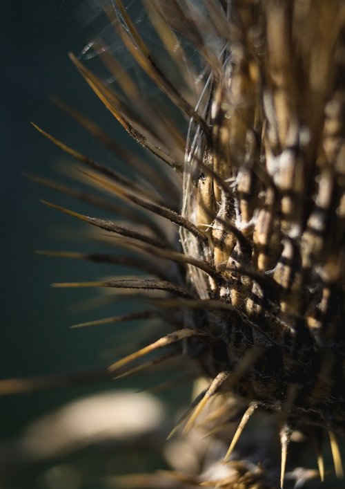 macro  flower  thistle