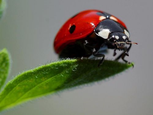 macro ladybugs ladybug