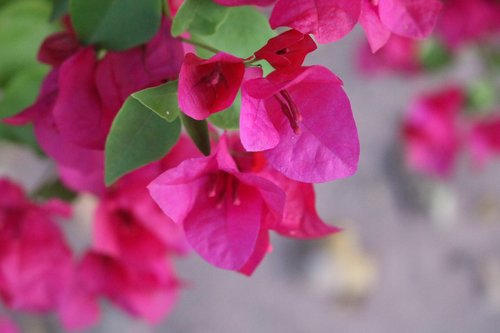 macro  flower  nature