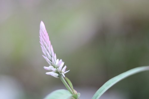 macro  nature  garden