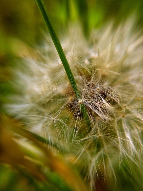 macro  seeds  green