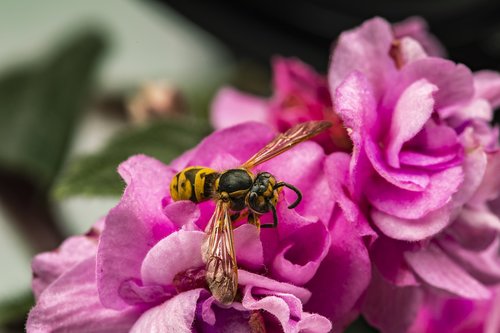 macro  nature  bee