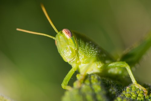 macro  grasshopper  green