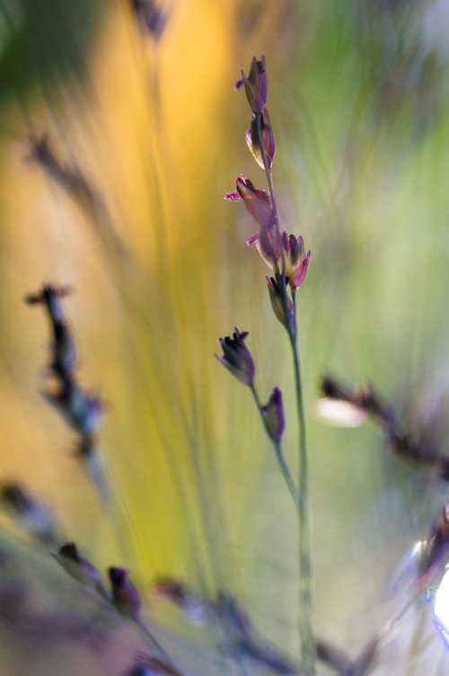 macro  nature  close up