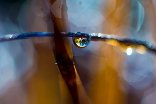 macro  nature  bokeh