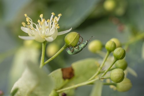 macro  beetle  insect