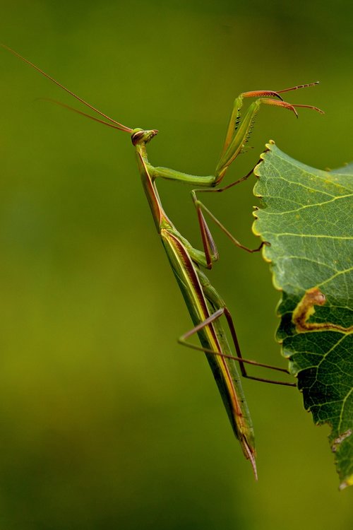 macro  mantis  insect