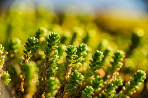 macro  spring  green