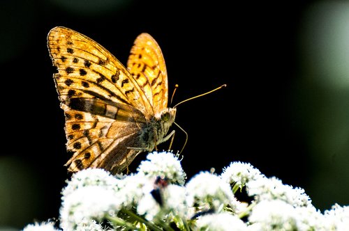 macro  butterfly  nature