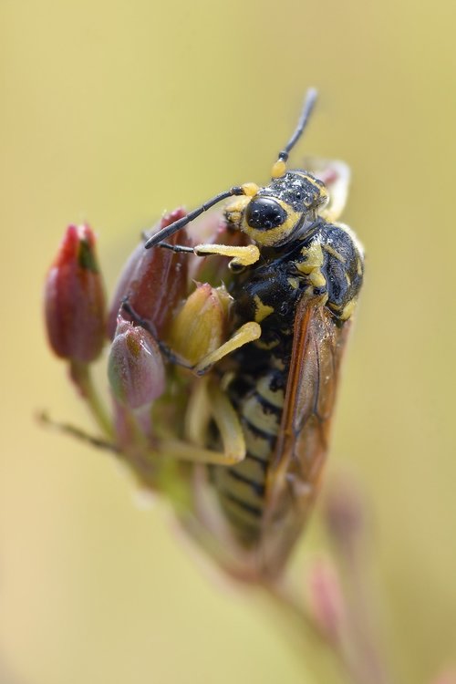 macro  bee  insect