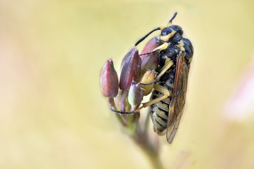 macro  bee  insect