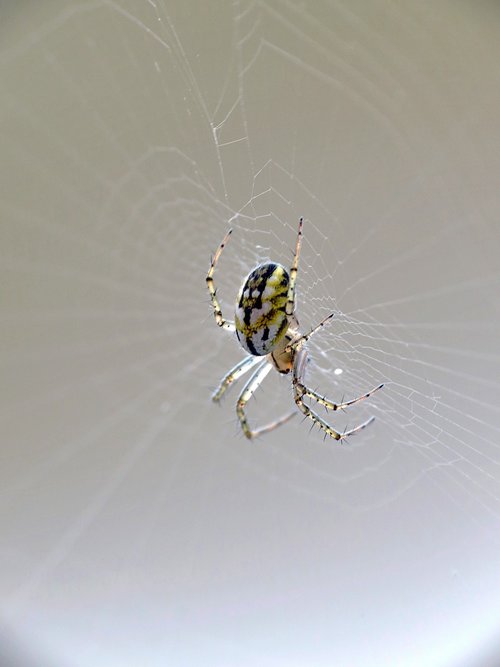 macro  insect  web