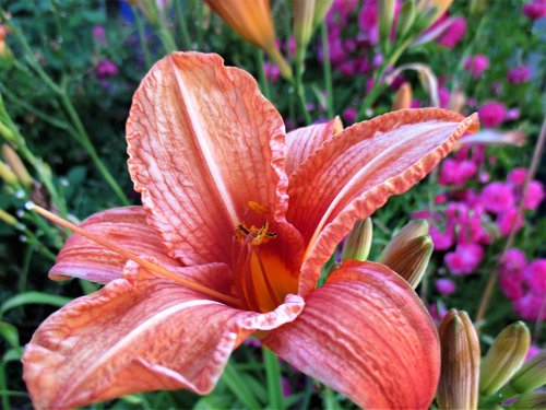 macro  flower  lily