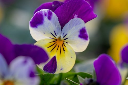 macro  flower  nature