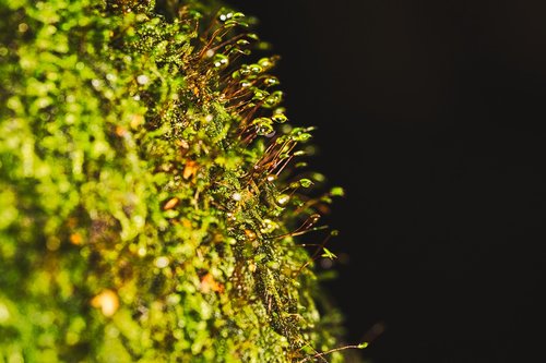 macro  moss  tree