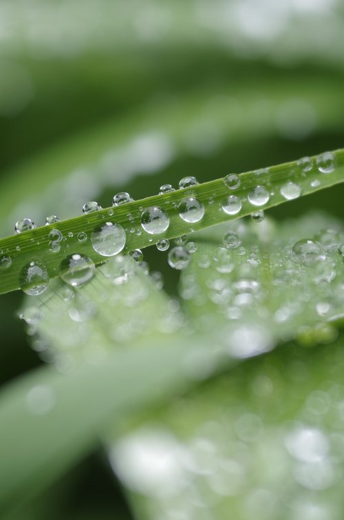 macro  close up  water